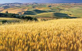 Amber waves of grain, just to spite Al Gore